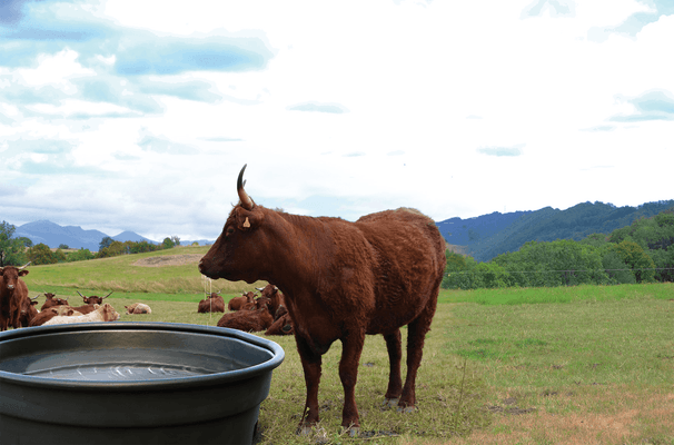 Abreuvement - Bacs - Bac interbac 1000L cylindrique