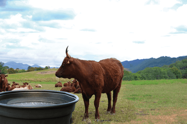 Abreuvement - Bacs - Bac interbac 1000L cylindrique