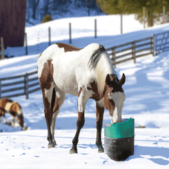 Abreuvement - Abreuvoirs et accessoires - Abreuvoir STALCHO 2 50W