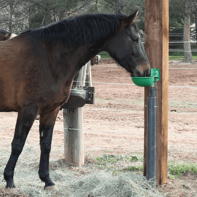 Abreuvement - Abreuvoirs et accessoires - Abreuvoir FORSTAL
