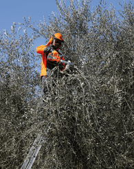 Bois - Tronçonneuses thermique - Tronçonneuse élagueuse GST 250