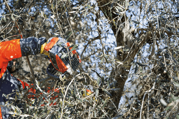 Bois - Tronçonneuses thermique - Tronçonneuse élagueuse GST 250